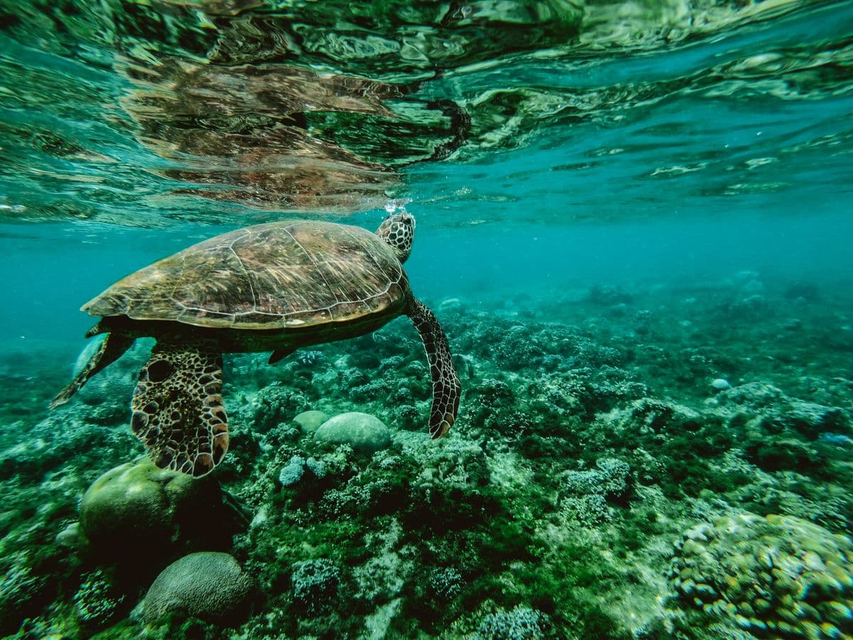 Anjarle Turtle Festival 2027