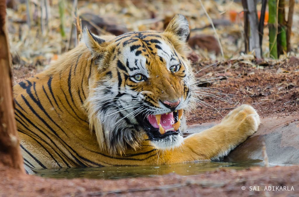 Tadoba Tiger Safari