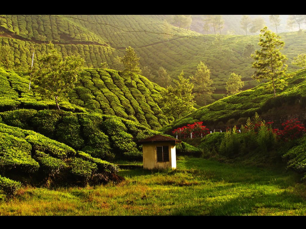 Munnar & Alleppey Trip