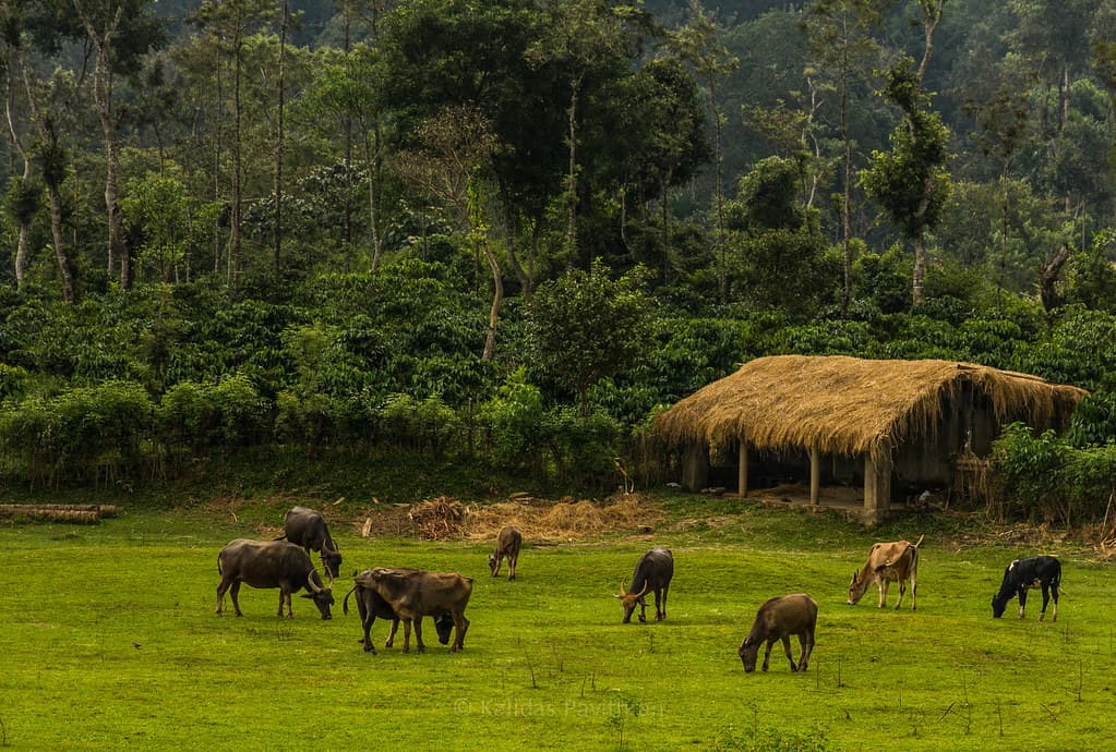 Coorg Backpacking Trip