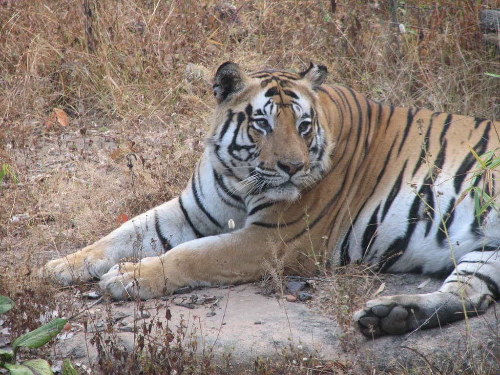 Bandhavgarh Tiger Safari
