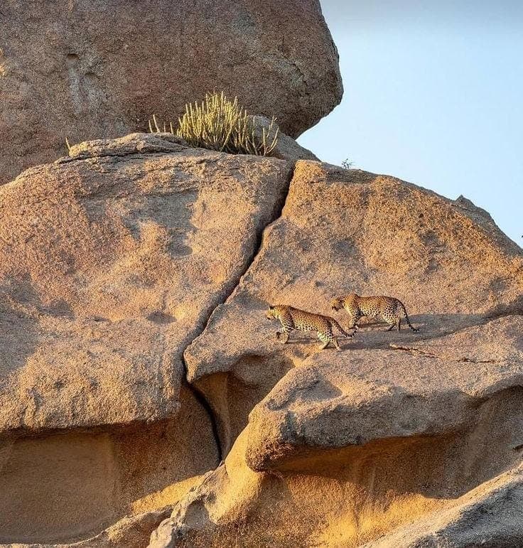 Jawai Leopard Hills Safari: The Complete Guide (2026)