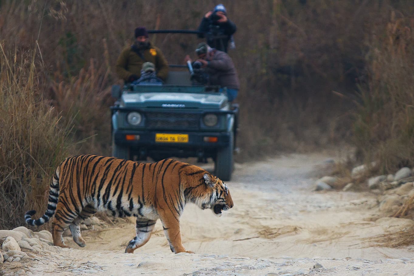 Jim Corbett National Park Safari