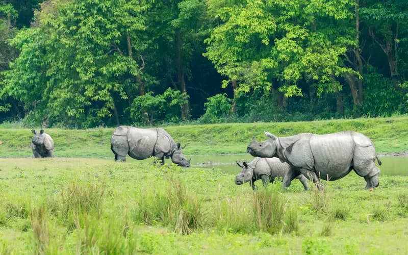 Kaziranga National Park Safari