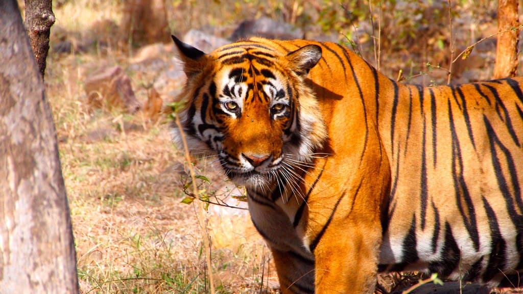Wildlife & Nature