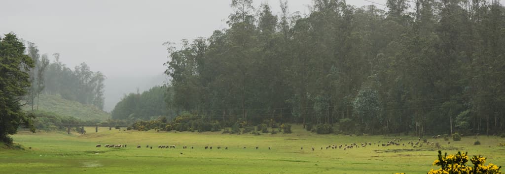 Ooty & Kodaikanal Trip
