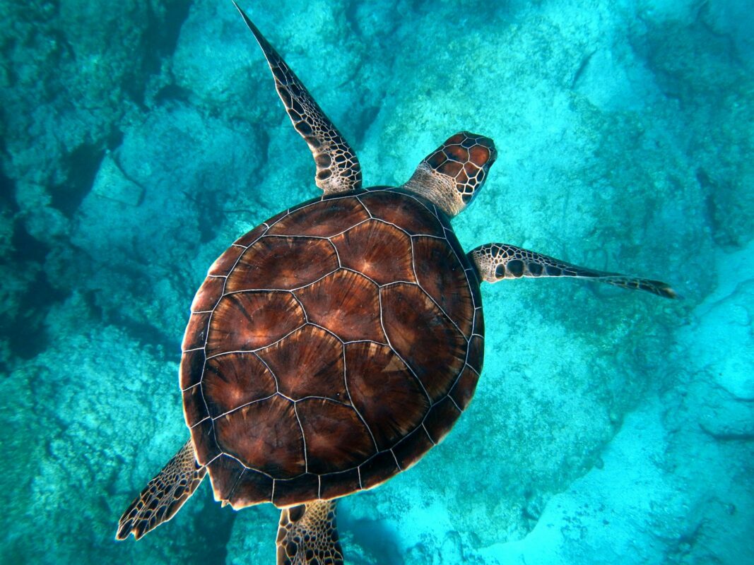 Velas Turtle Festival 2025 from Mumbai