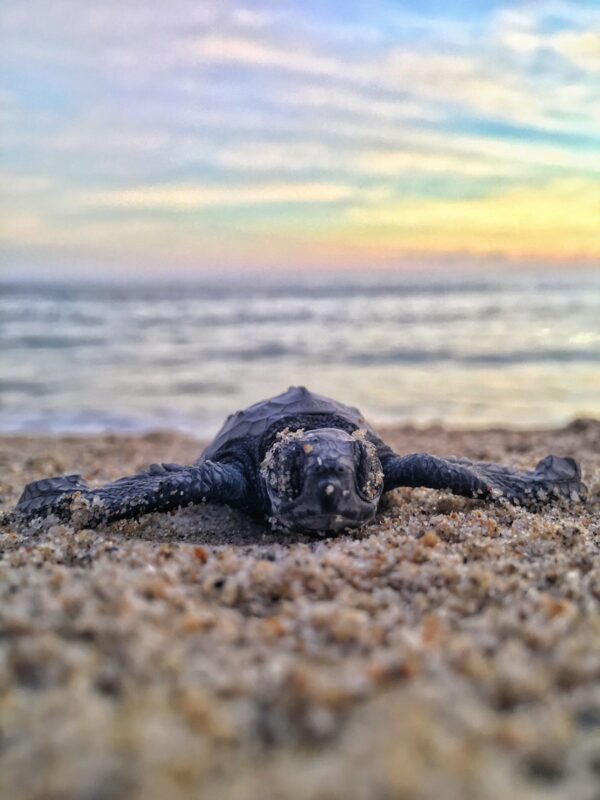 velas turtle festival from mumbai