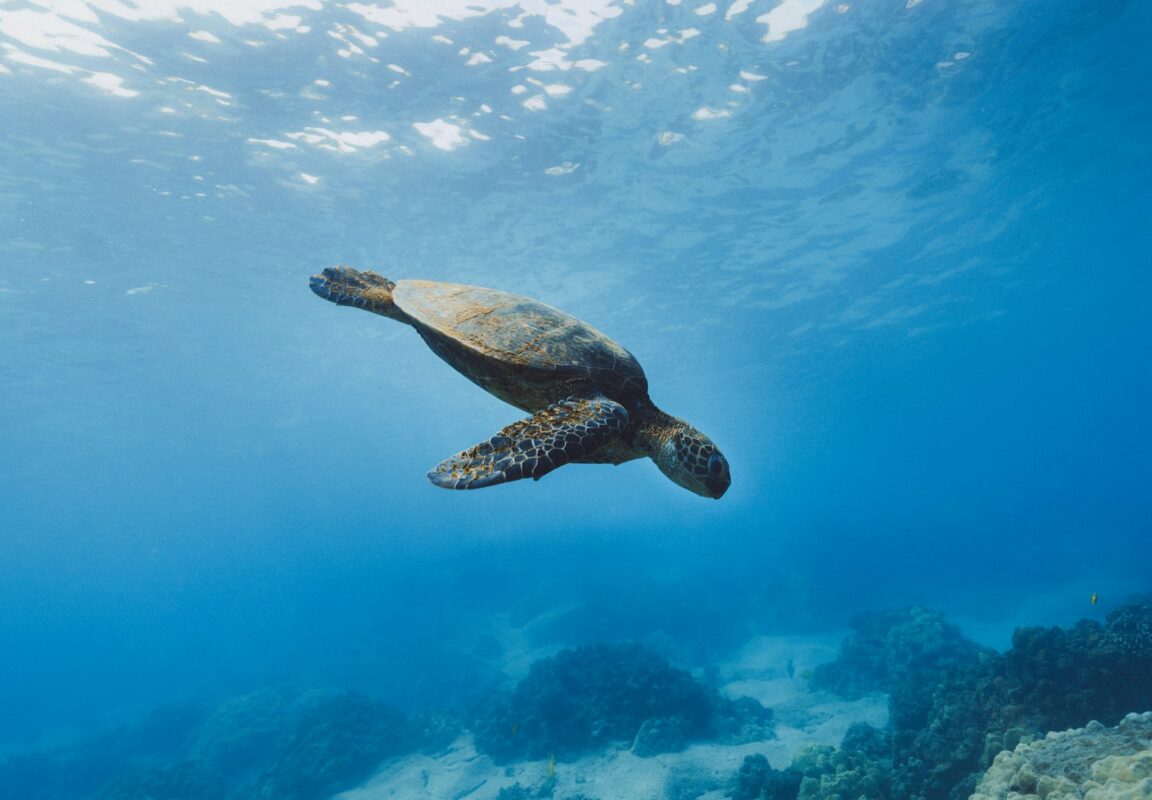 Velas Turtle Festival 2025 from Mumbai