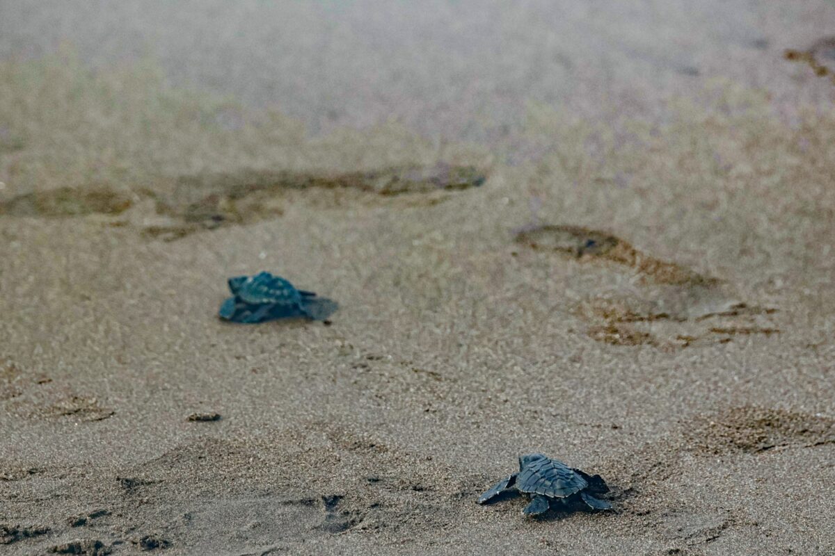 velas turtle festival